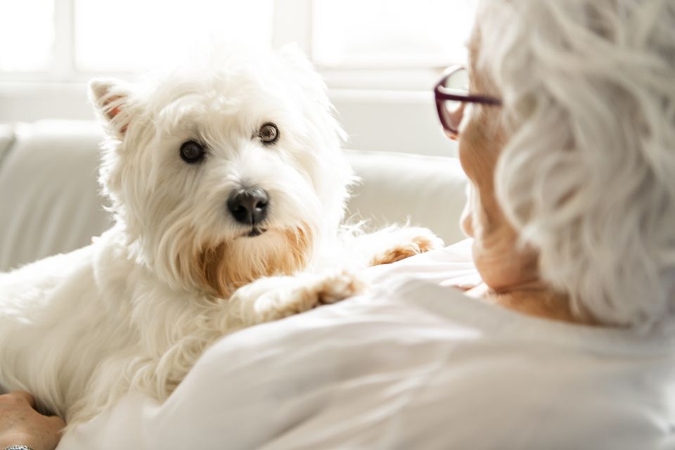 En hund kan bidrage med både motion, faste rutiner og fællesskab i hverdagen. Agria Dyreforsikring opfordrer samtidig kommende hundeejere til at tænke langsigtet, så både hund og ejer får de bedste rammer gennem hele hundens liv. Agria.dk